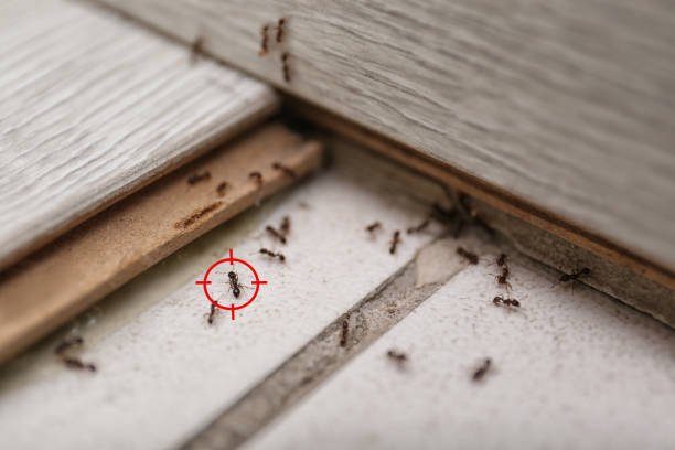 Best Termite Control Services  in Willis, TX