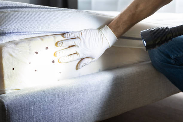 Best Local Pest Control Services  in Willis, TX