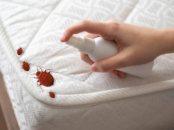 Best Flea Control Services  in Willis, TX