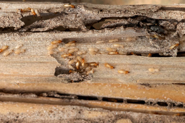 Best Insect Control  in Willis, TX