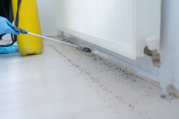 Best Pest Removal Services  in Willis, TX