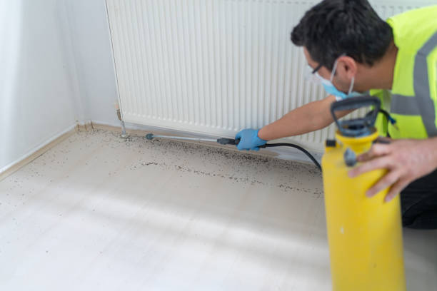 Best Affordable Pest Control Services  in Willis, TX
